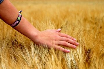 Ukraine will im Herbst ein zweites Treffen Grain from Ukraine durchführen