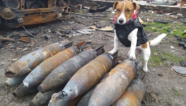 Rosyjska propaganda rozprowadza fałszywe ulotki o mobilizacji psów na Ukrainie