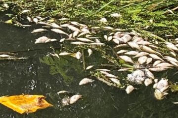Massive fish deaths recorded in Zhytomyr