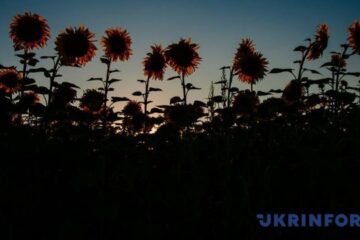 Russians set to export over 300t of sunflower crop from occupied Luhansk region – watchdog