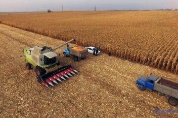 Vinnytsia region’s farmers harvest 70% of grains and legumes