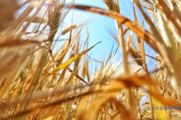 Over 3.3M tons of grain harvested in Vinnytsia region