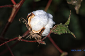 Experimental cotton harvesting campaign near completion in Ukraine