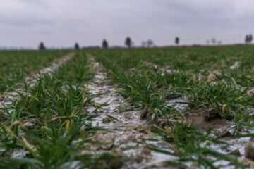 Over 6M hectares across Ukraine already sown with winter crops