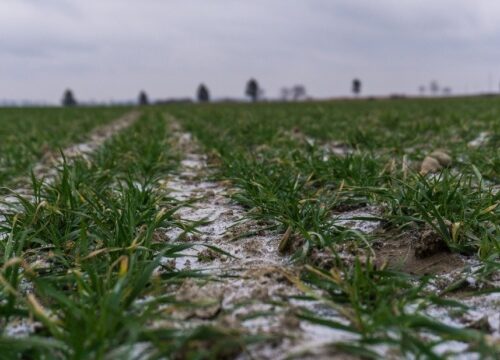 Over 6M hectares across Ukraine already sown with winter crops