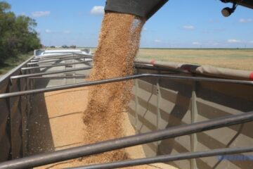 Ukraine already harvests 68.9M tonnes of grain, oilseed crops