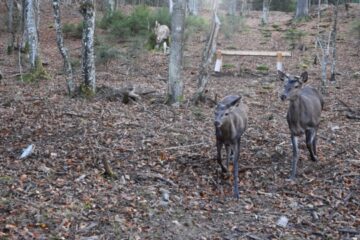 Deer rehabilitation area launched in Synevyr Reserve