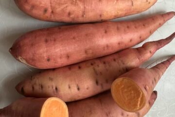 Odesa region gathers first commercial sweet potato harvest