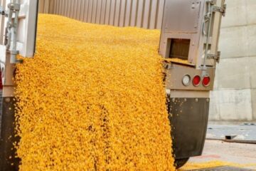 Ukraine’s grain, oilseed exports up to $11B since July 2024