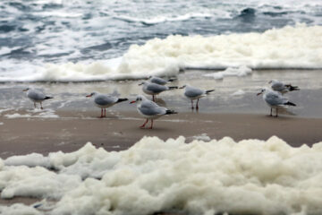 No Russian warships deployed off Crimea coast