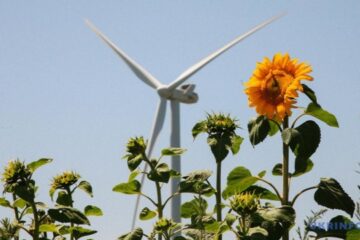 Renewable energy sources should become basis of generation in Ukraine – expert