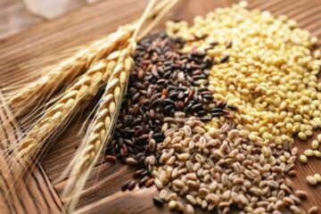 Over 2,000 applications submitted from frontline areas for corn seed through State Agroregister
