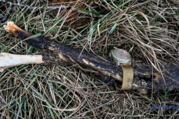 Intelligence intercept exposes cannibalism cases in Russian army