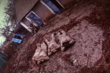 National Guard soldiers capture group of Russian invaders in Pokrovsk sector