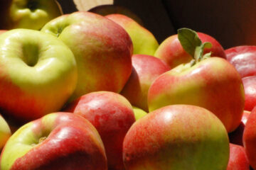 Apples from North Korea appear in Russian stores