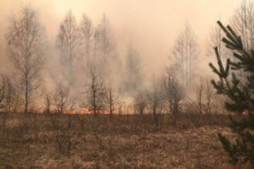 In occupied territory of Luhansk Region, large-scale forest fires destroy over 100 hectares of woodland
