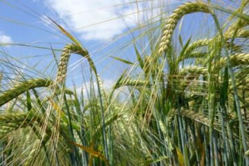 China to purchase about 700,000 t of barley from Ukraine