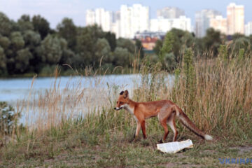 Most cases of rabies in Ukraine occur in foxes, dogs and cats in H1 2025