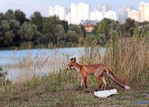 Most cases of rabies in Ukraine occur in foxes, dogs and cats in H1 2025