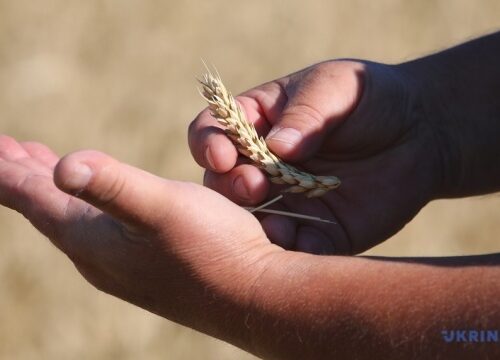 Russians seize Ukrainian grain from farmers in occupied territories