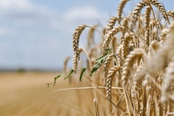 Harvest season begins in Kyiv region
