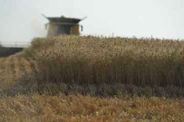 Agricultural production in Ukraine down 18.5% since start of the year
