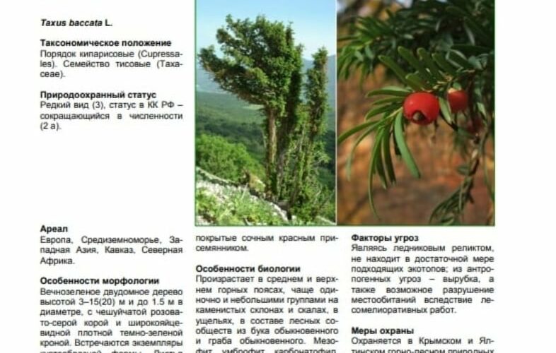350-year-old trees being destroyed in Foros Park in occupied Crimea